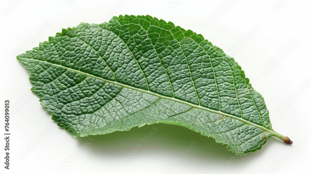 Top View of Human Footprint with Leaf Texture on White Background Top View of Human Footprint with Leaf Texture on White Background