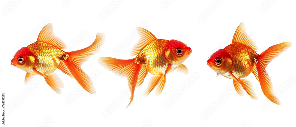 Collection of 3 cute gold fish In different view isolated on white background PNG Collection of 3 cute gold fish In different view isolated on white background PNG