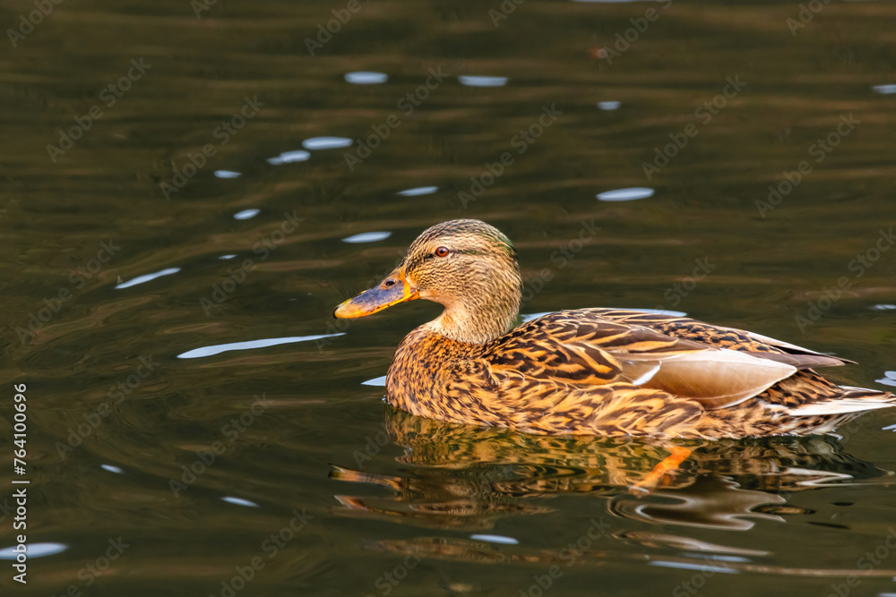 wild duck swimming in lake. water birds in park wild duck swimming in lake. water birds in park