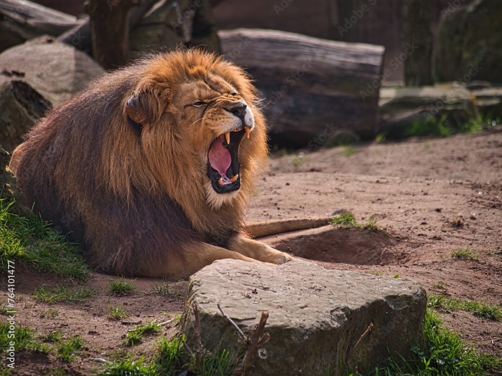 Obraz premium male lion with beautiful mane roaring
