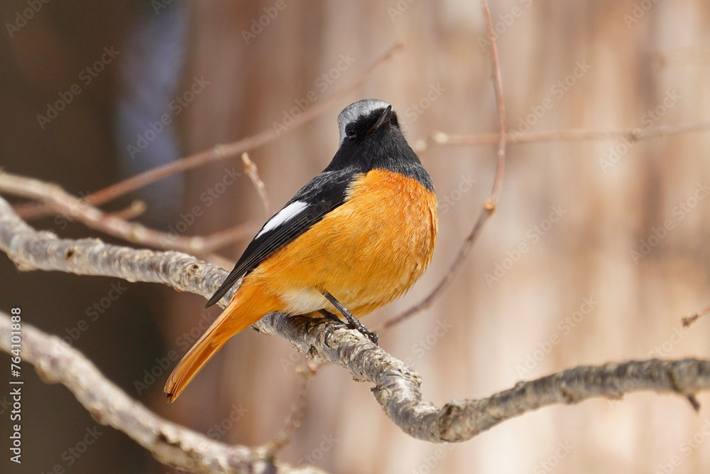 The Daurian redstart (Phoenicurus auroreus) is a small passerine bird from temperate Asia. The Daurian redstart (Phoenicurus auroreus) is a small passerine bird from temperate Asia.
