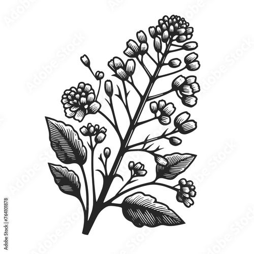 rapeseed flower and plant branch leaf sketch line art engraving generative ai vector illustration. Scratch board imitation. Black and white image.