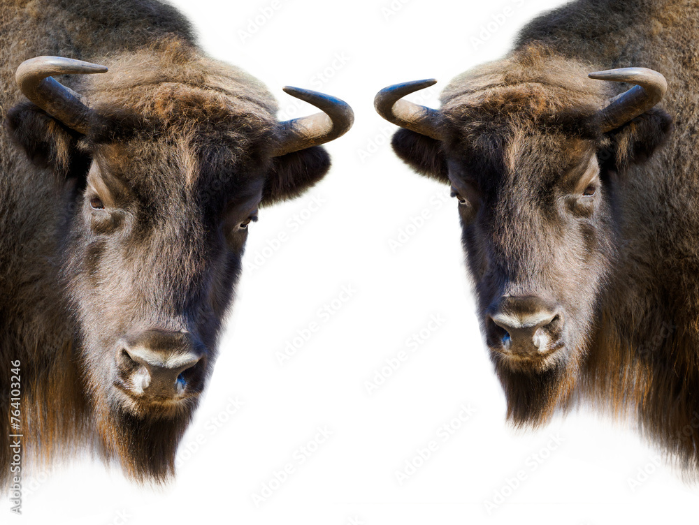 Fototapeta premium two bison isolated on white background