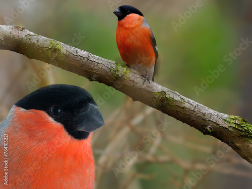 Eurasian Bullfinch sitting on a tree branch in the forest