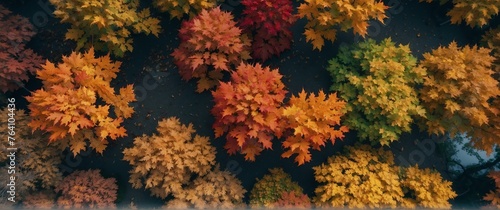 Maple trees in fall beautiful nature scenery landscape from Generative AI © Arceli