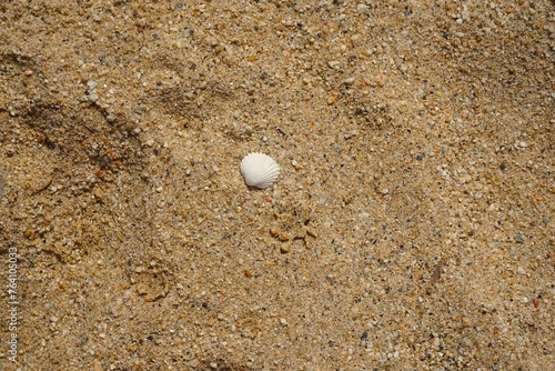 Seashell on a Sandy Beach Bathed in Sunlight. A tranquil beach scene bathed in warm sunlight, background photo