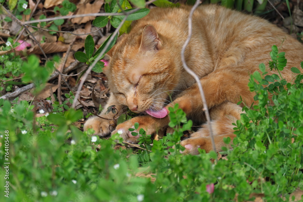 公園の野良猫 Stray cats in the park 公園の野良猫 Stray cats in the park