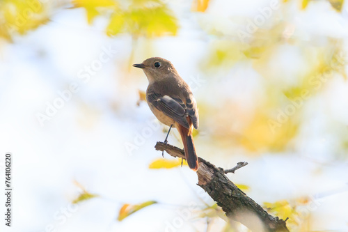 a durian redstart sitting on a tree branch in the forest © jaehyeong