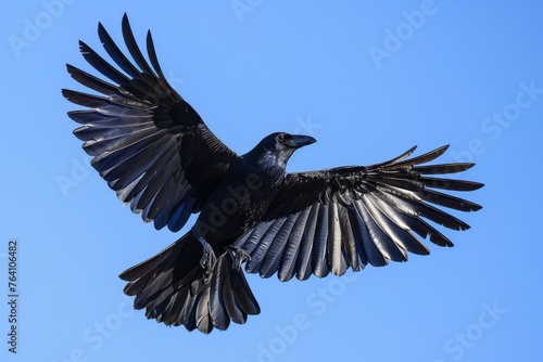 Carrion crow ,Corvus corone, black bird perched on branch and looking at camera,Birds flying ravens isolated on white background Corvus corax. Halloween  photo