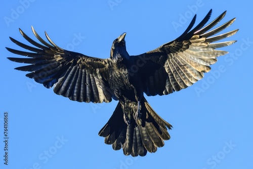 Carrion crow ,Corvus corone, black bird perched on branch and looking at camera,Birds flying ravens isolated on white background Corvus corax. Halloween 