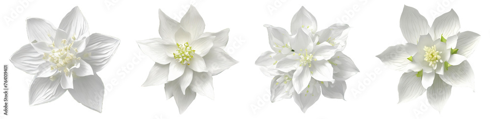 Obraz premium White Jasmine Chamomile Flowers With Transparent Background