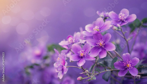Blooming purple flowers on purple background. Spring season. Floral artistic concept.