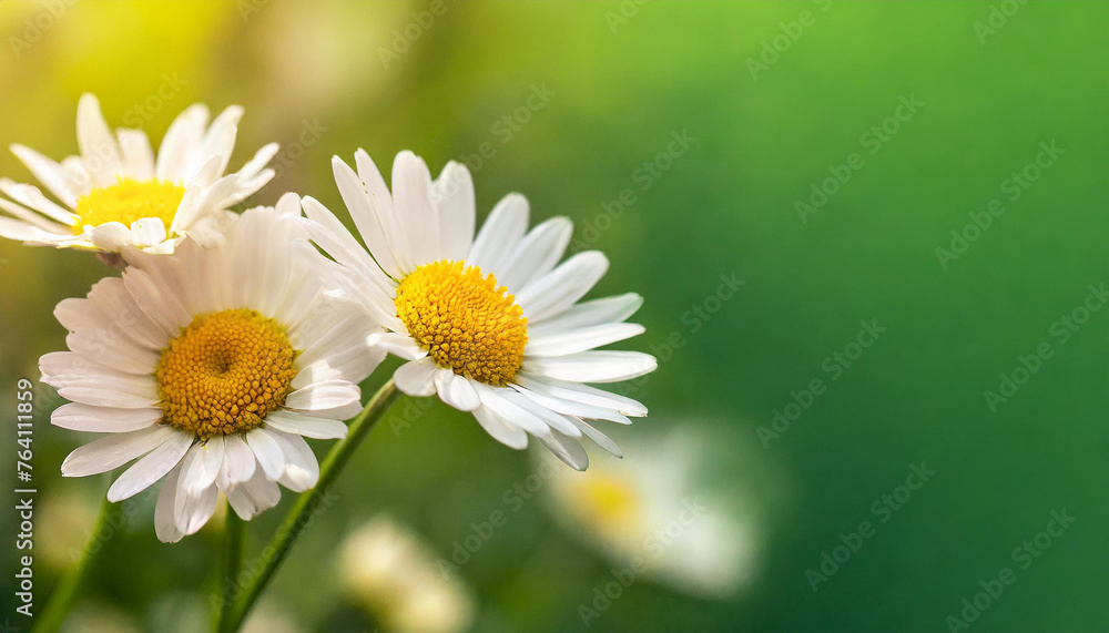 Fototapeta premium Close-up of daisy flowers. Spring season. Beautiful floral banner with green blurred background
