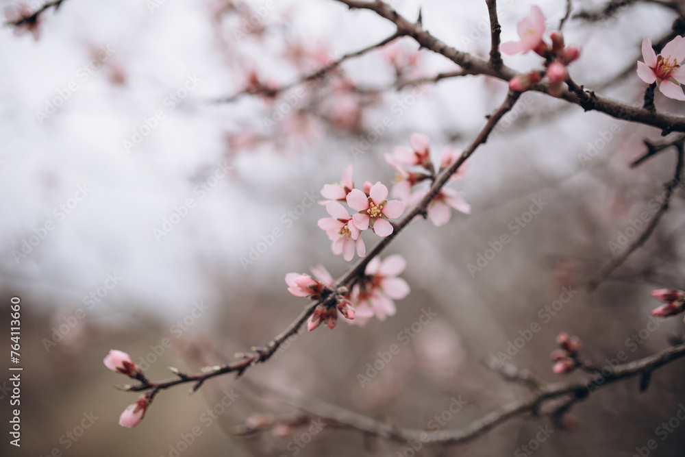 The flowering of a fruit fruit tree after rain The flowering of a fruit fruit tree after rain