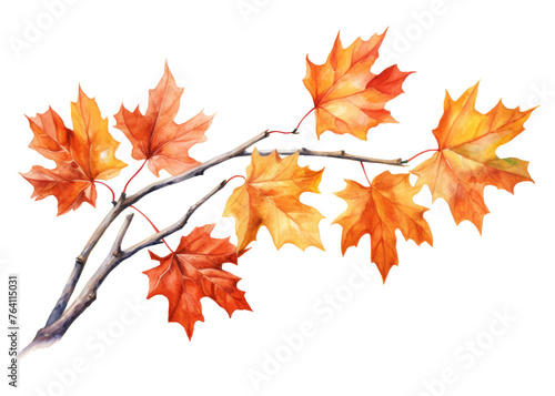 Watercolor  autumn maple branch clipart isolated on transparent background
