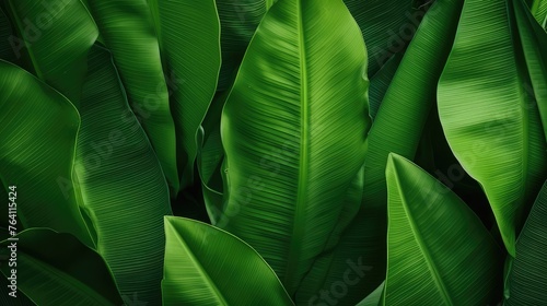 The spiked leaves of a small palm tree in the foreground with the background illuminated by the midday sun.