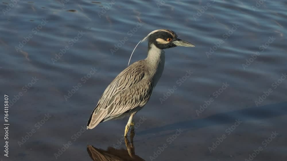Yellow crowned night heron hunting in a pond shallow waters in Loreto, Baja California Sur Mexico Yellow crowned night heron hunting in a pond shallow waters in Loreto, Baja California Sur Mexico