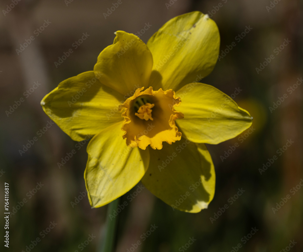 Daffodils dance in the spring breeze, their vibrant yellow trumpets heralding the arrival of a new season. Each blossom stands tall and proud, like miniature suns scattered across the emerald meadows. Daffodils dance in the spring breeze, their vibrant yellow trumpets heralding the arrival of a new season. Each blossom stands tall and proud, like miniature suns scattered across the emerald meadows.