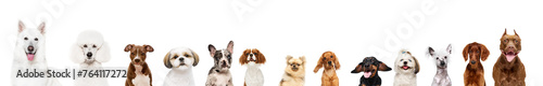Collage made of different purebred dogs looking against white studio background. Smart, beautiful pets. Concept of animal theme, care, pet friend, vet, doggie lifestyle photo