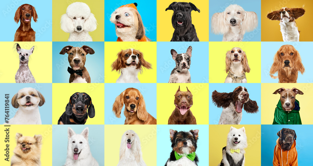 Collage of various dog breeds in different size and color against multicolored background. Marketing for pet food brands, illustrating variety for every breed. Concept of animal theme, care, vet - obrazy, fototapety, plakaty 