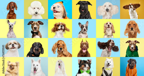 Collage of various dog breeds in different size and color against multicolored background. Marketing for pet food brands, illustrating variety for every breed. Concept of animal theme, care, vet photo