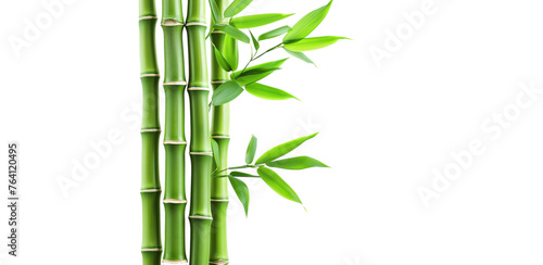 Fototapeta Naklejka Na Ścianę i Meble -  bamboo isolated on white background