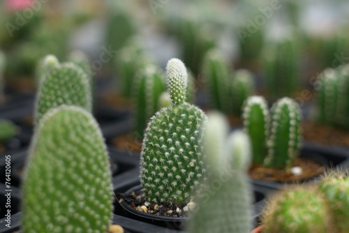 Many small cactus plant in plastic pot. photo