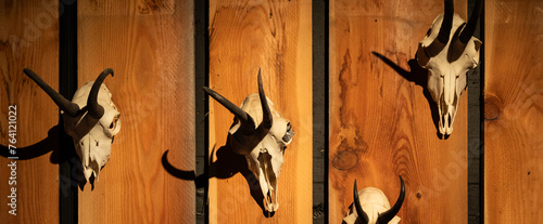 Animal skulls background. Animal bone and head, scary skeletons, hunting trophy.