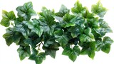 The green ivy plant is isolated on a white background.