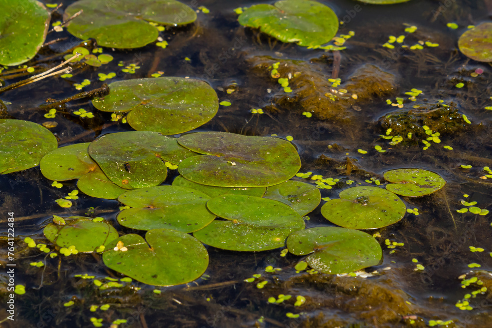 Hydrocharis morsus-ranae, frogbit, is a flowering plant belonging to the genus Hydrocharis in the family Hydrocharitaceae. It is a small floating plant resembling a small water lily Hydrocharis morsus-ranae, frogbit, is a flowering plant belonging to the genus Hydrocharis in the family Hydrocharitaceae. It is a small floating plant resembling a small water lily