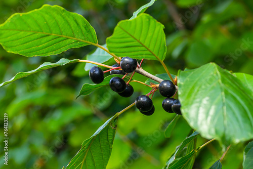 Leaves and fruits of the medicinal shrub Frangula alnus, Rhamnus frangula with poisonous black and red berries closeup photo