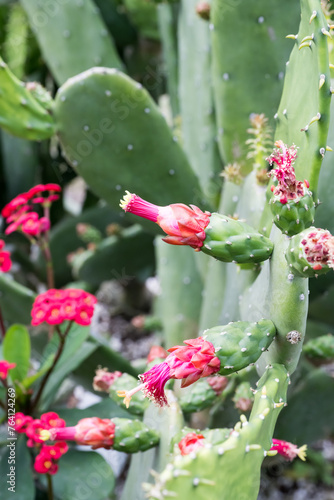 Beautiful Cochineal Nopal Cactus flowers.