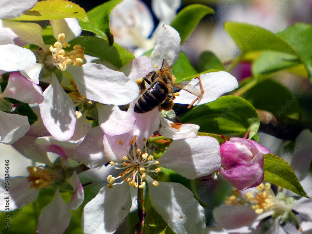Bee on an apple blossom on the Baltic Sea coast Bee on an apple blossom on the Baltic Sea coast
