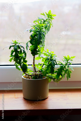 plant in a pot in a window