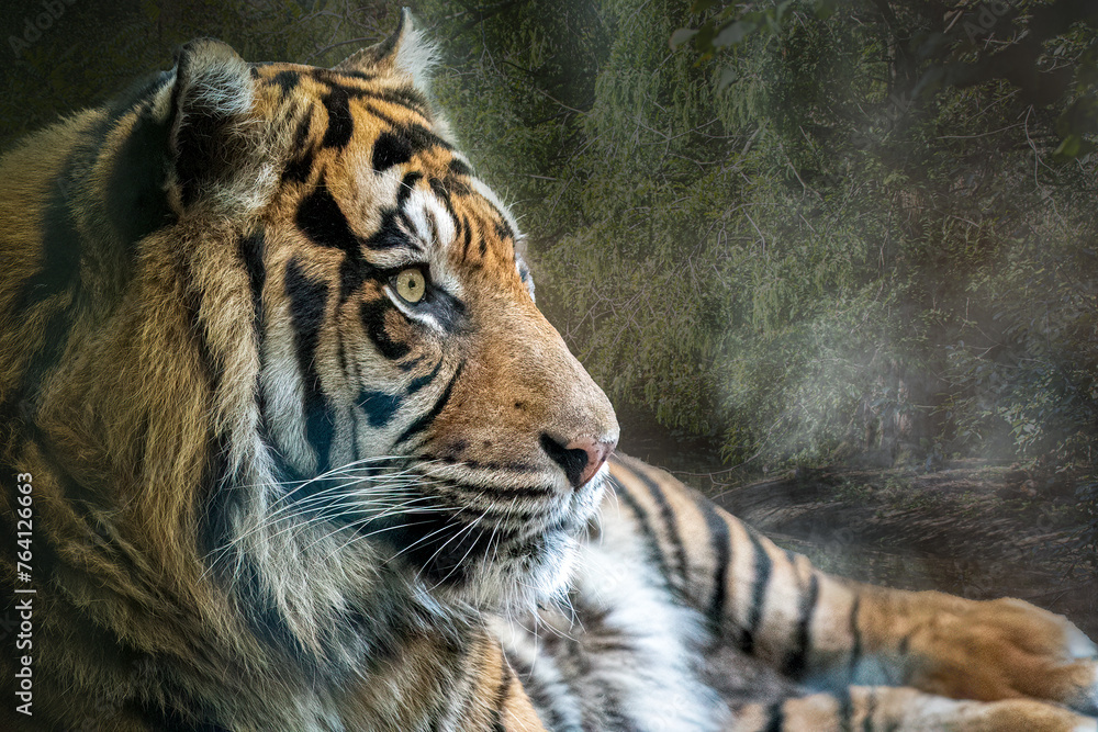 Obraz premium Alert Tiger in Natural Habitat A Close-Up Portrait