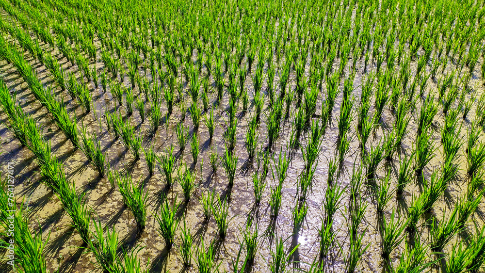 Close up view of lush and fresh green rice plants in Indonesian rice fields