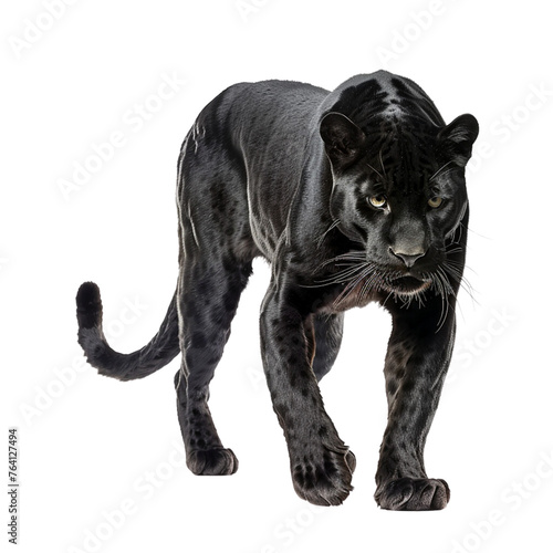 Sleek Black Panther on Transparent Background: Perfect for Design Projects © SOUND OF RAIN