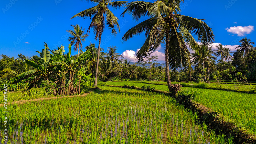 View of rice field wallpaper, clear skies and beautiful trees in Java, Indonesia View of rice field wallpaper, clear skies and beautiful trees in Java, Indonesia