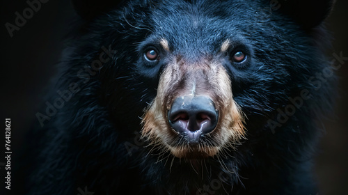 Close-up of a black bear's face with a keen gaze, highlighting its natural habitat