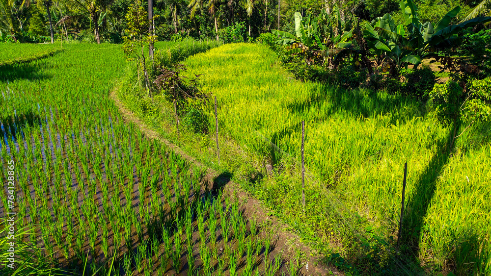 Close up view of lush and fresh green rice plants in Indonesian rice fields