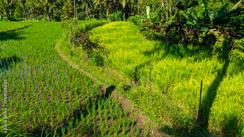Close up view of lush and fresh green rice plants in Indonesian rice fields Close up view of lush and fresh green rice plants in Indonesian rice fields