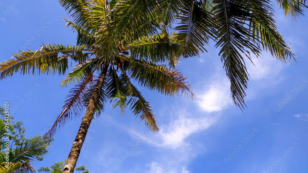 View of tall coconut trees with clear cloudy sky with empty space in Indonesia