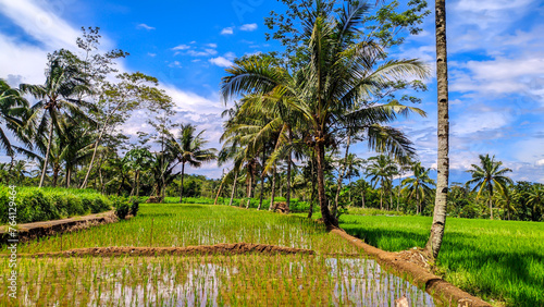 View of rice field wallpaper, clear skies and beautiful trees in Java, Indonesia
