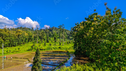 Tropical natural wallpaper views of tall trees and green blue sky background in Indonesia