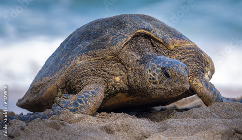 Hawaiian green sea turtle covered in sand