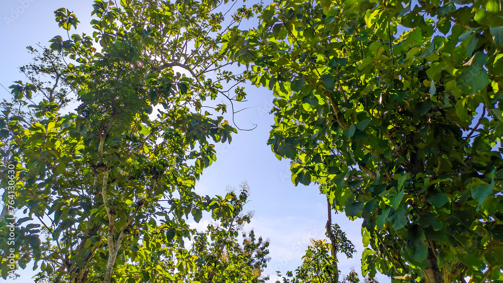 Teak tree or Tectona grandis with fresh green leaves growing in Indonesian forests Teak tree or Tectona grandis with fresh green leaves growing in Indonesian forests
