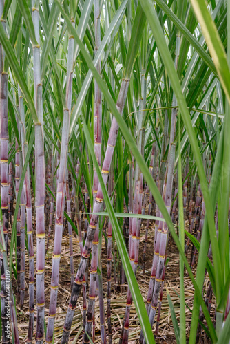 sugarcane in the wind
