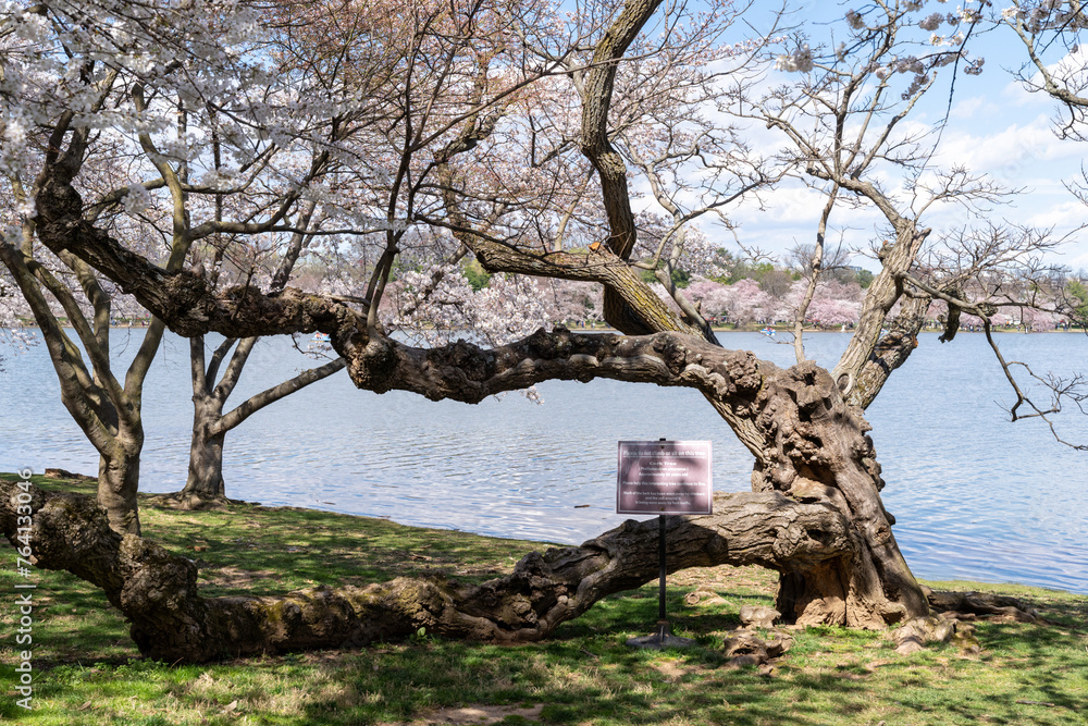 Cork tree is a protected tree at the tidal basin in Washington DC