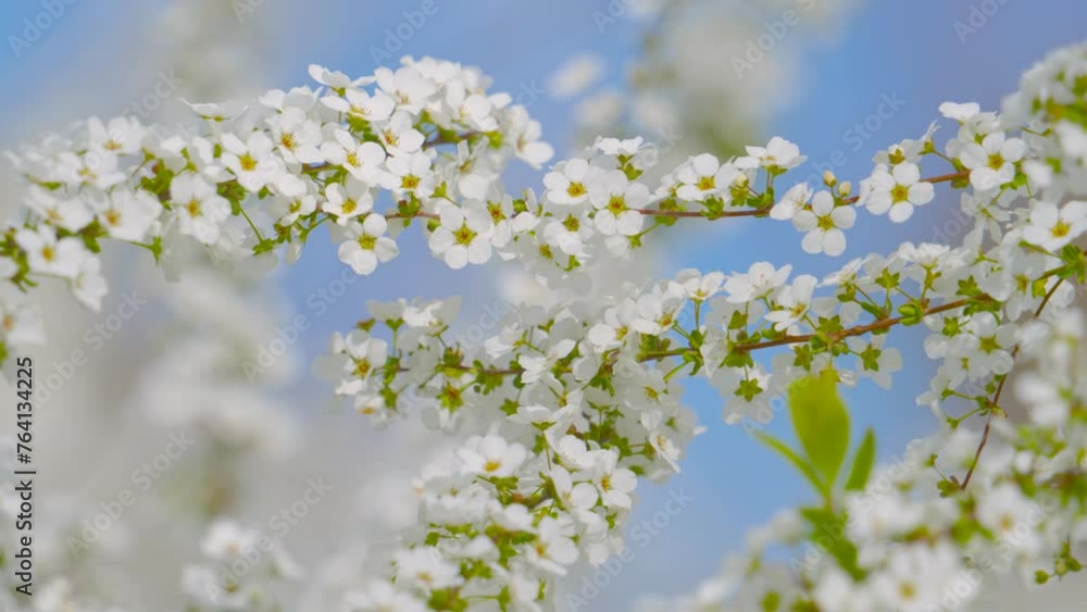 春の白い花、風に揺れる雪柳の花 春の白い花、風に揺れる雪柳の花