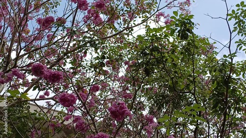 Wallpaper Mural Bottom view of rosy trumpet tree, foliage, blue sky.  Moving camera along trunk. Torontodigital.ca